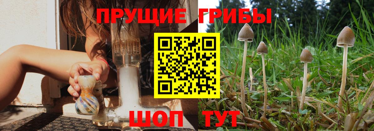 Псилоцибиновые грибы Psilocybine cubensis Рубцовск